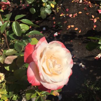 The Berkeley Rose Garden - Botanical Gardens Near Me - Berkeley, California