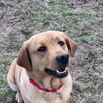 Ridgeview Labradors - Pet Training Near Me - Elkader, Iowa Ridgeview Labradors - Pet Training Near Me - Elkader, Iowa