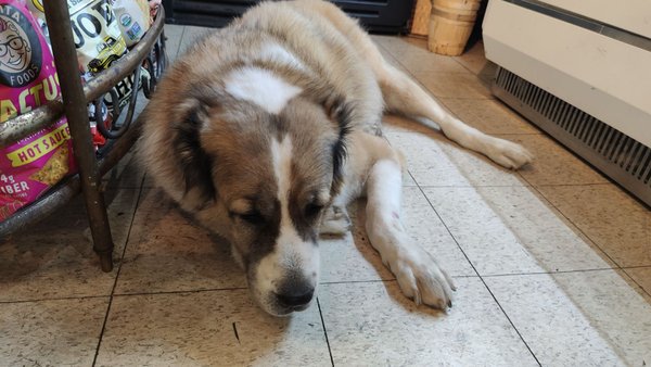 Auntie El's Farm Market by null