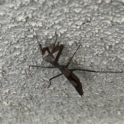 The praying mantis is a beneficial pest, renovate them to your yard