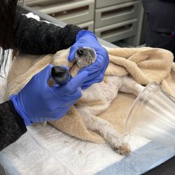 The Paw Depot - My dog getting put under