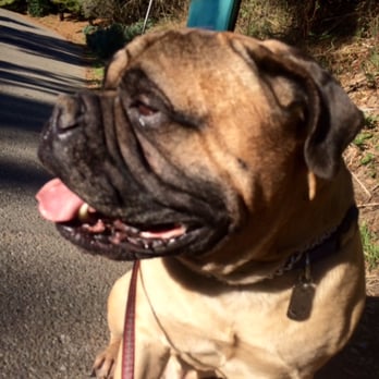 Canine Comprehensive - Cole having a great time! - Dog Walkers Near Me