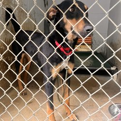 Austin Pets Alive Tarrytown Adoption Center - this was the other dog we were looking to adopt.