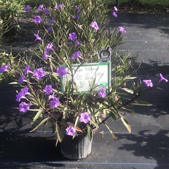 Landscape Creations - Nurseries & Gardening Near Me - New Port Richey, Florida
