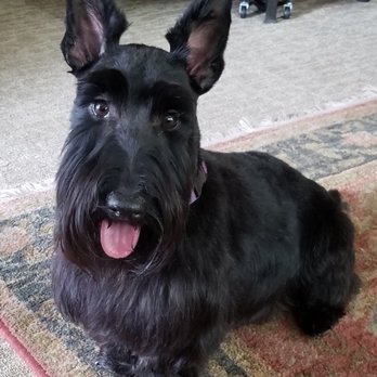 All Pets Grooming Salon - Sadie's first grooming in 3 months!!  Thanks Miss Becky - Pet Groomers Near Me - Jacksonville, Florida