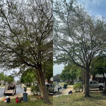 Ortiz Tree Trimming - Tree Services Near Me