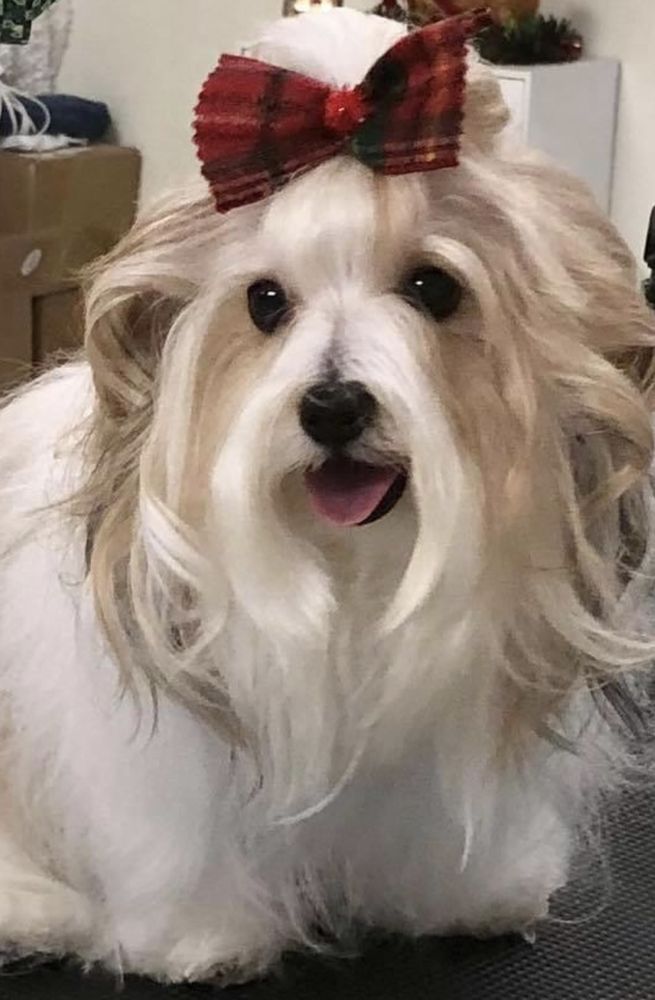 MONTANA’S DOG GROOMING AND SPA Request an Appointment 2112 Joan Ave