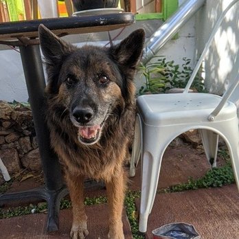 Thuy's Noodle Shop - Patio is dog friendly - Vietnamese Near Me - Bisbee, Arizona Thuy's Noodle Shop - Patio is dog friendly - Vietnamese Near Me - Bisbee, Arizona