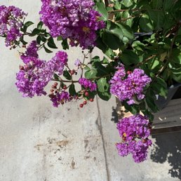 Pretty!