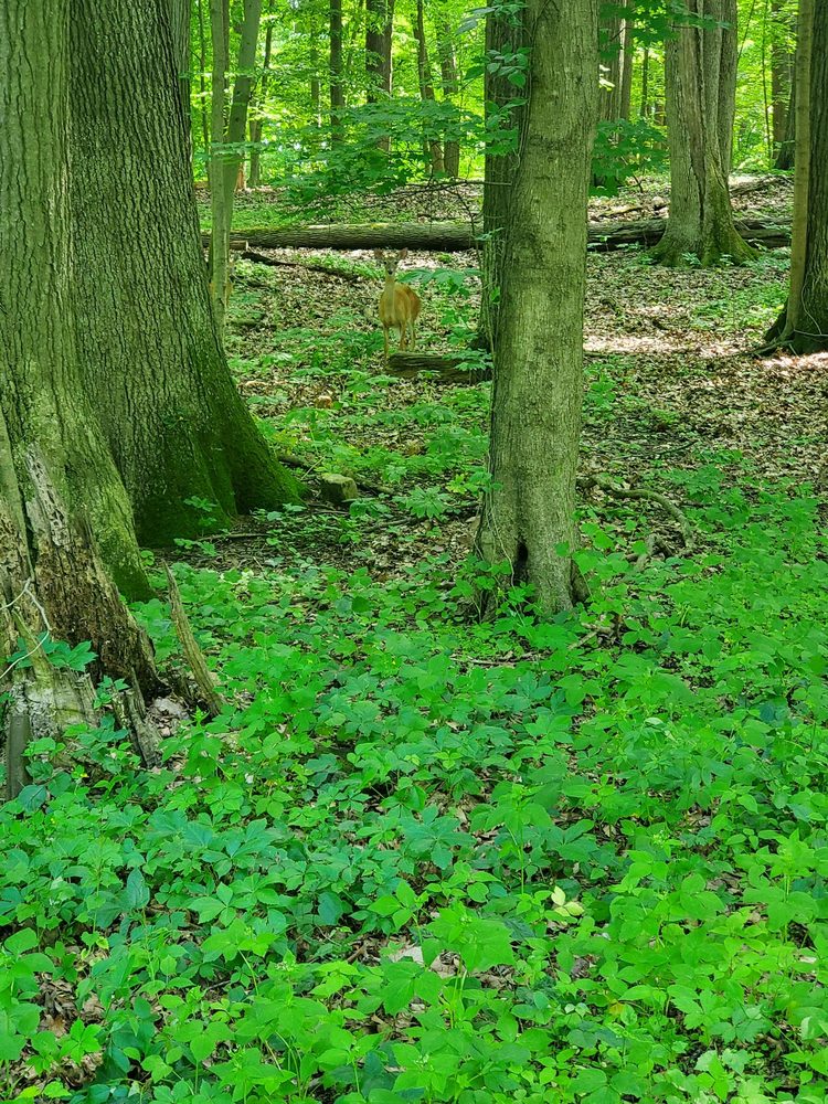 JORDAN CREEK TRAIL 1375 Lehnert Rd, Whitehall, PA Yelp