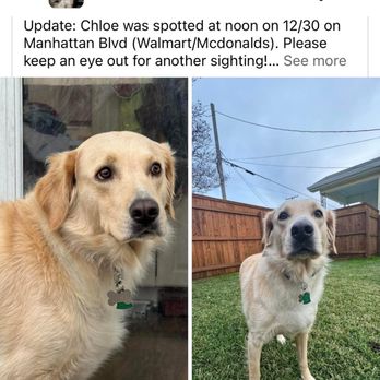 Pawliday Inn and Services - Chloe- our missing dog - Pet Sitting Near Me Pawliday Inn and Services - Chloe- our missing dog - Pet Sitting Near Me