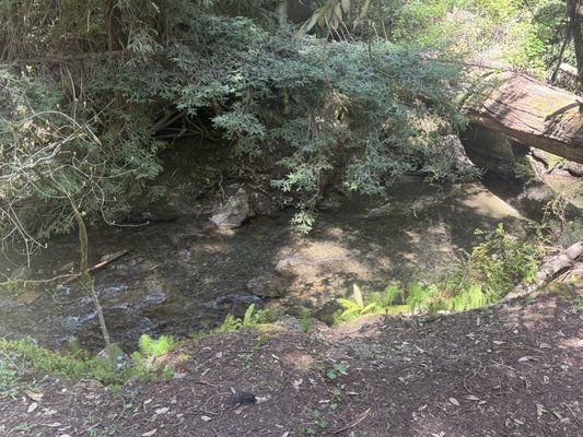 Montgomery Woods State Natural Reserve by null