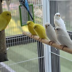 Parrots & Company - Starting with two 'keets I bred a total of 15 albinos and lutinos.