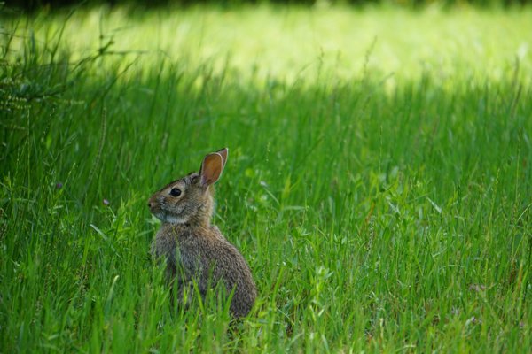 Savannah's Meadow by null