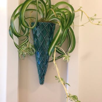 Floba Flower Boutique - Spider plant - Florists Near Me - Vancouver, British Columbia