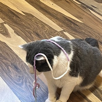 Right Meow Cat Cafe - Kitty contemplating like choices after playing with yarn - Themed Cafes Near Me - Fuquay Varina, North Carolina Right Meow Cat Cafe - Kitty contemplating like choices after playing with yarn - Themed Cafes Near Me - Fuquay Varina, North Carolina