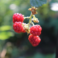Zinna's Bistro - Enjoy a glimpse of nature's bounty with fresh raspberries growing in our garden.