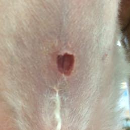 The gash on my dog's belly. We are treating it now with Vetericyn from Petco ($30) and Neosporin. The gash on my dog's belly. We are treating it now with Vetericyn from Petco ($30) and Neosporin.