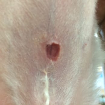 Dog's Day Out - The gash on my dog's belly. We are treating it now with Vetericyn from Petco ($30) and Neosporin. - Pet Groomers Near Me - El Paso, Texas Dog's Day Out - The gash on my dog's belly. We are treating it now with Vetericyn from Petco ($30) and Neosporin. - Pet Groomers Near Me - El Paso, Texas