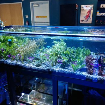 Artistic Oceans - Local Fish Stores Near Me - Las Vegas, Nevada Artistic Oceans - Local Fish Stores Near Me - Las Vegas, Nevada