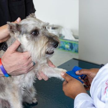 UrgentVet - Ballantyne - Veterinarians Near Me - Charlotte, North Carolina UrgentVet - Ballantyne - Veterinarians Near Me - Charlotte, North Carolina