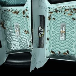 Budget - Hundreds of gross roaches from our Budget rental car in Līhu'e, Kauai in Hawaii.