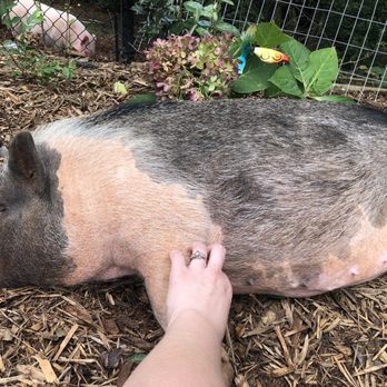All Creatures Animal Hospital - Momma pig - Veterinarians Near Me - Atlanta, Georgia