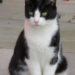 Happy Paws Animal Rescue