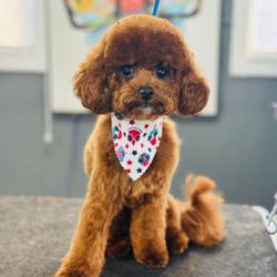 Tennessee Barber - Great cut and scarf.