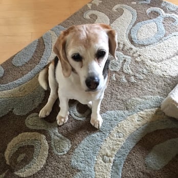 Biscuits & Bows - Lucy - Pet Groomers Near Me - Palatine, Illinois