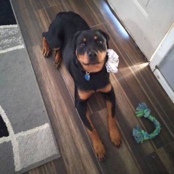 Harlen's Dog Grooming - Pet Groomers Near Me - Ada, Oklahoma Harlen's Dog Grooming - Pet Groomers Near Me - Ada, Oklahoma