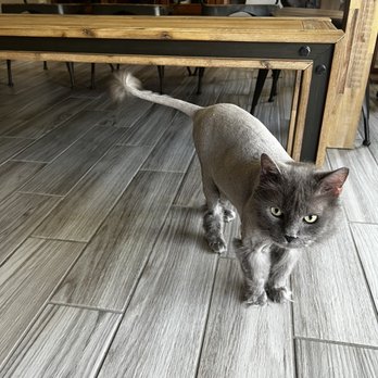 Santina’s Posh Paws - Kits beautiful lion cut! - Pet Groomers Near Me - Mesa, Arizona Santina’s Posh Paws - Kits beautiful lion cut! - Pet Groomers Near Me - Mesa, Arizona