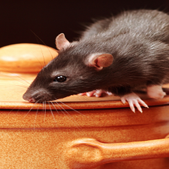 Pesterminating Systems - Pest Control Near Me - Whitestone, New York Pesterminating Systems - Pest Control Near Me - Whitestone, New York