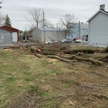 Tree Kings - Lot clearings!!! - Firewood Near Me Tree Kings - Lot clearings!!! - Firewood Near Me