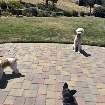 Signature Paw Spa - Pet Boarding Near Me - Carmel, California
