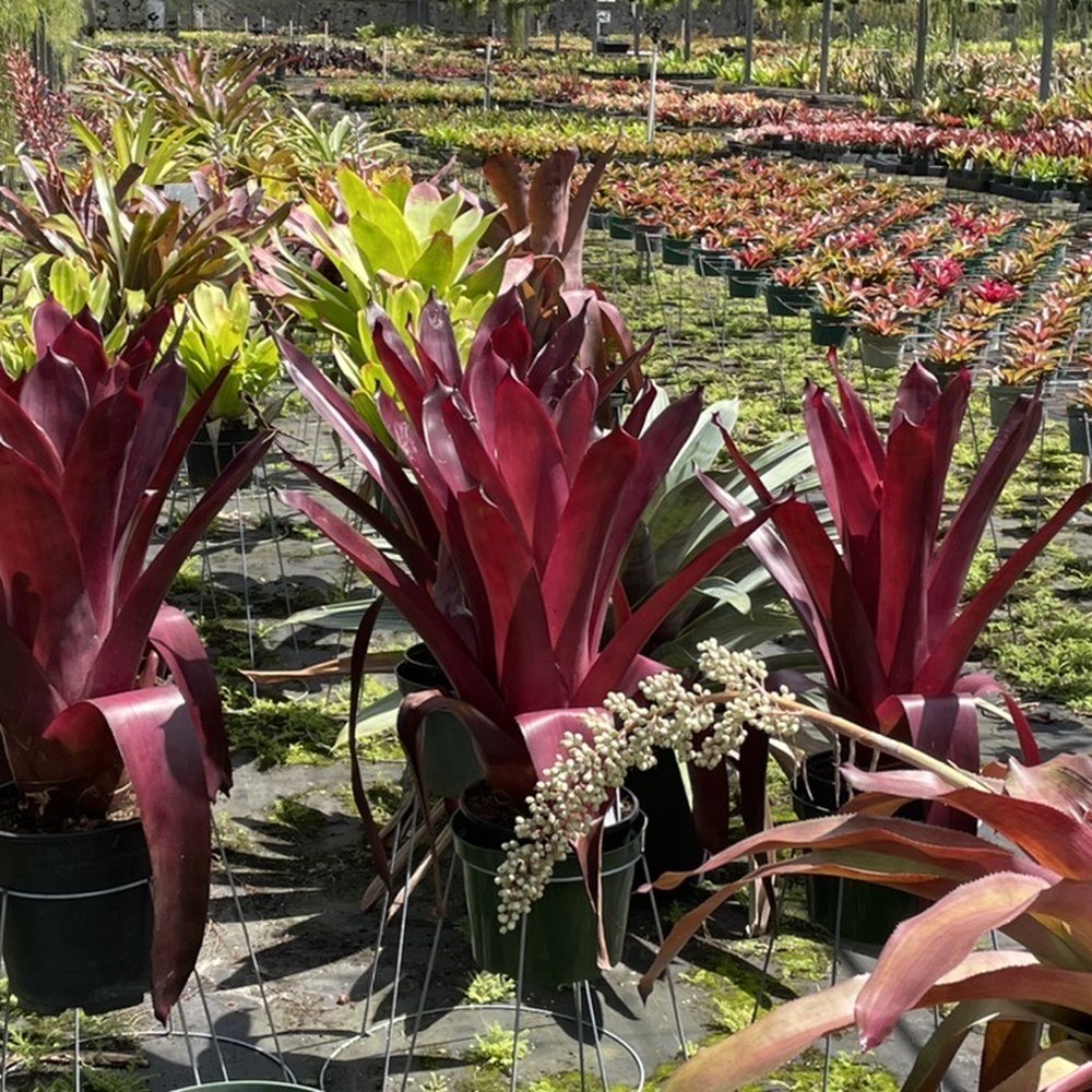 Tropiflora - Nurseries & Gardening Near Me - Sarasota, Florida Tropiflora - Nurseries & Gardening Near Me - Sarasota, Florida