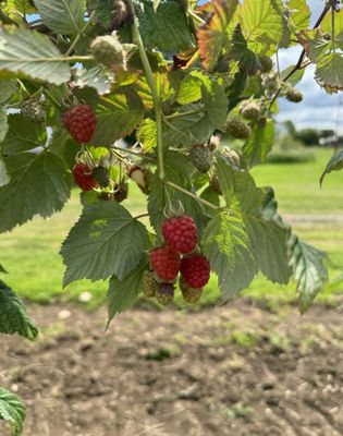 Biringer Farms by null