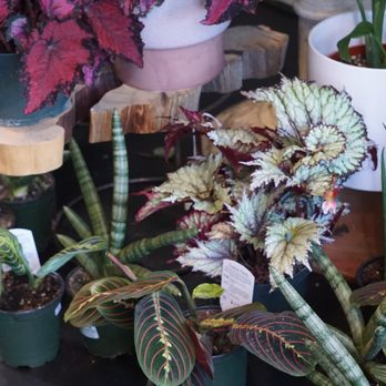 Starflower - Florists Near Me - Portland, Oregon Starflower - Florists Near Me - Portland, Oregon
