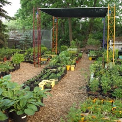 Gardening Adventures Perennials - Our nursery