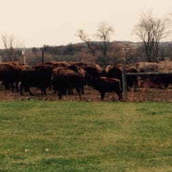 Lester's Bison Farm - They don't look cold....