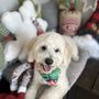 Photo of Alley Cat & Dog Grooming