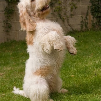 hairy hounds grooming