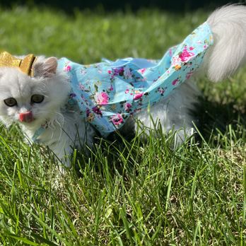 Scottish Fold Cuddly Kittens - Pet Breeders Near Me Scottish Fold Cuddly Kittens - Pet Breeders Near Me