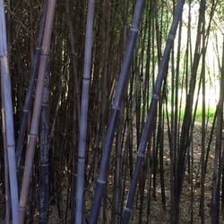 Bamboo Co Nursery - Black bamboo