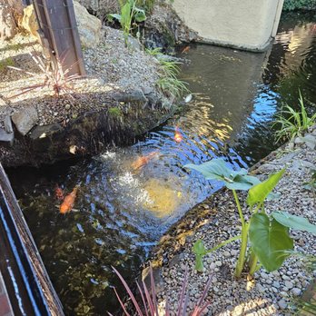Orange Hill Restaurant & Events - Fish pond - Steakhouses Near Me - Orange, California