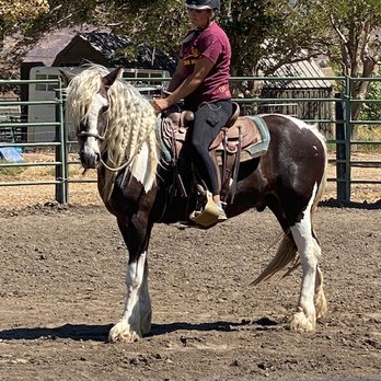 Red Velvet Ranch - Our Gypsy in training... - Horseback Riding Near Me - Acton, California Red Velvet Ranch - Our Gypsy in training... - Horseback Riding Near Me - Acton, California