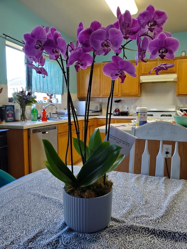 FLOWERS BY ADELA 56 Photos & 18 Reviews 3756 Cartwright, Missouri