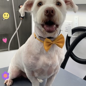 Stitch Mobile Pet Grooming - Pet Groomers Near Me