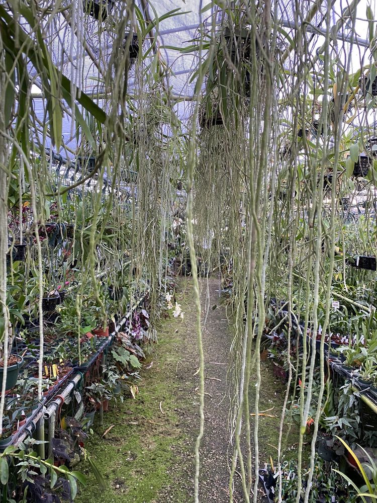 TROPIC 1 ORCHIDS Updated September 2024 2494 Neptune Rd, Kissimmee, Florida Nurseries