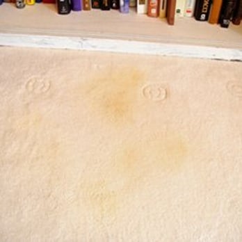 Alpha Carpet & Rug Cleaning - Pet Urine Stain Before - Carpet Cleaning Near Me
